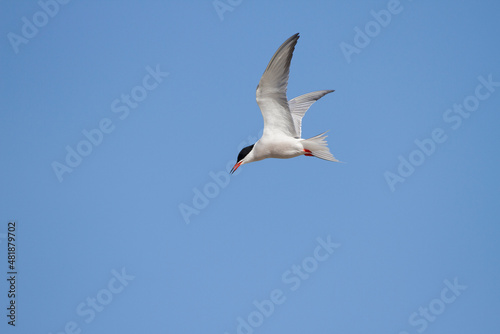 Flu  seeschwalbe  Sterna hirundo 