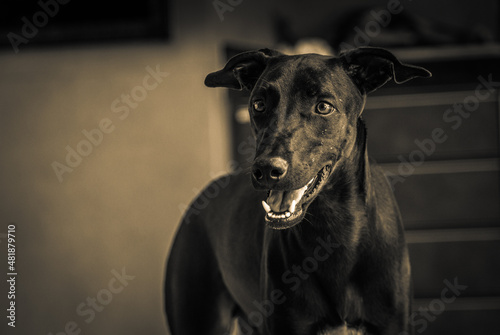 Dog black galgo breed looking happy attention with gorgeous eyes portrait sepia black white style