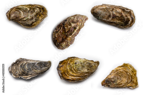 oyster closed isolated on white background