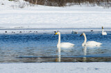 swans in open water with ice in the background