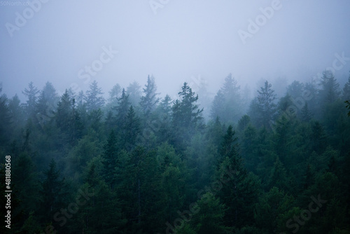 fog in the woods © Lucie