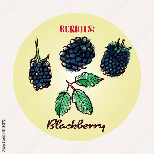 Blackberry line art and color hand-drawn vector illustration. Rough crayon strokes doodle in an expressive loose coloring book style
