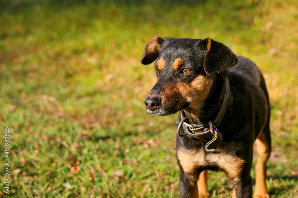 Black and brown dog on a background of green grass, pet