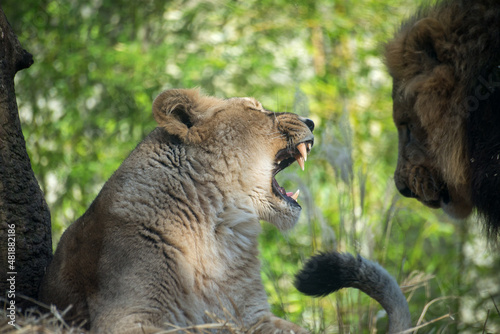 Couple of lions standing at the zoologic park photo