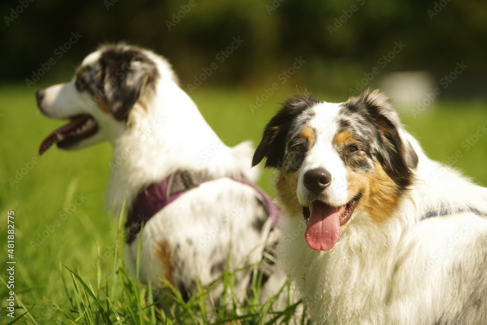 Australian Sheperds