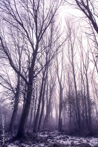 trees in the fog