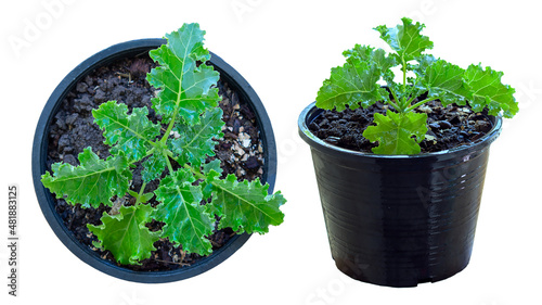 two pots of kale Planted in white background, die-cut, side, and top view