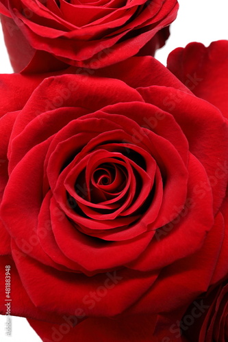 Directly Above Close up of Two Red Roses