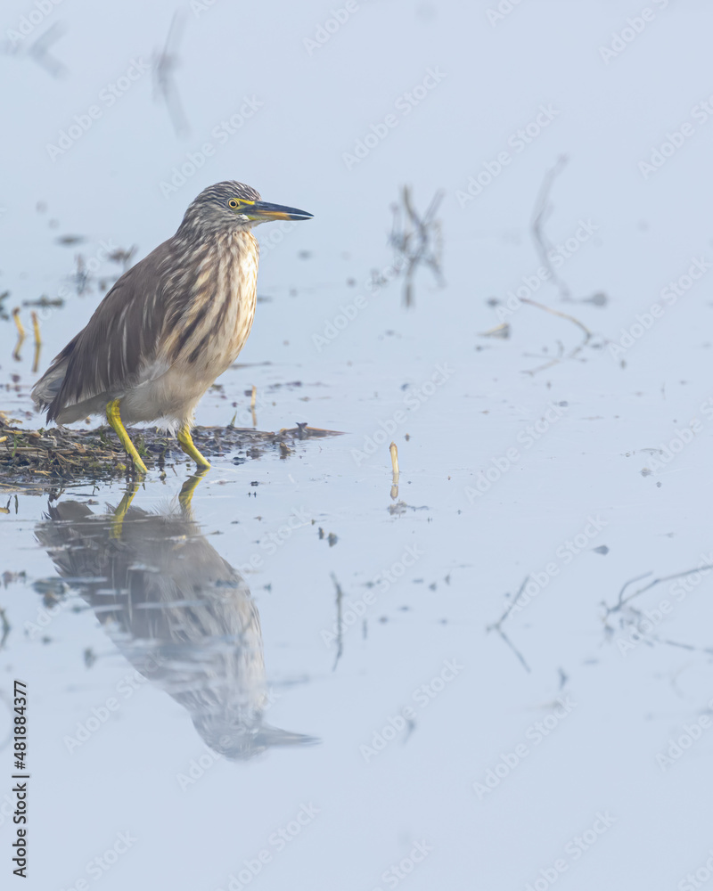 Pond Heron in a lake Pond Heron in a lake