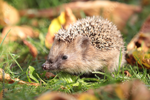 Igel (Erinaceidae)