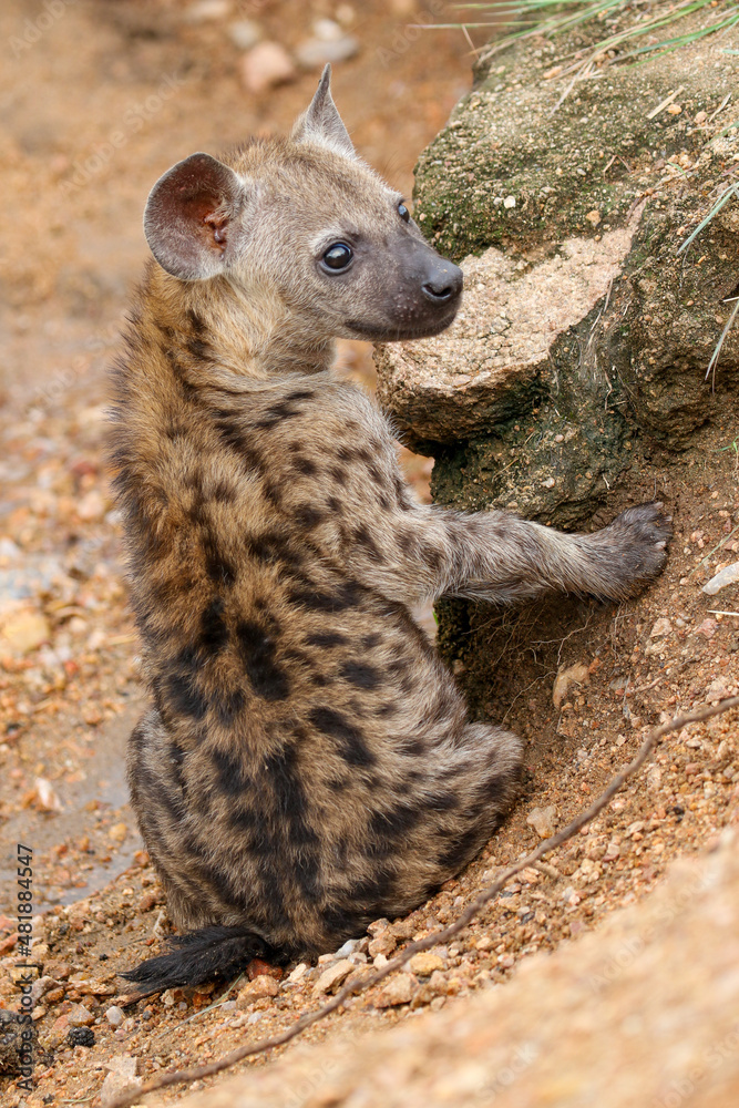 Young Spotted Hyena, Kruger National Park Young Spotted Hyena, Kruger National Park