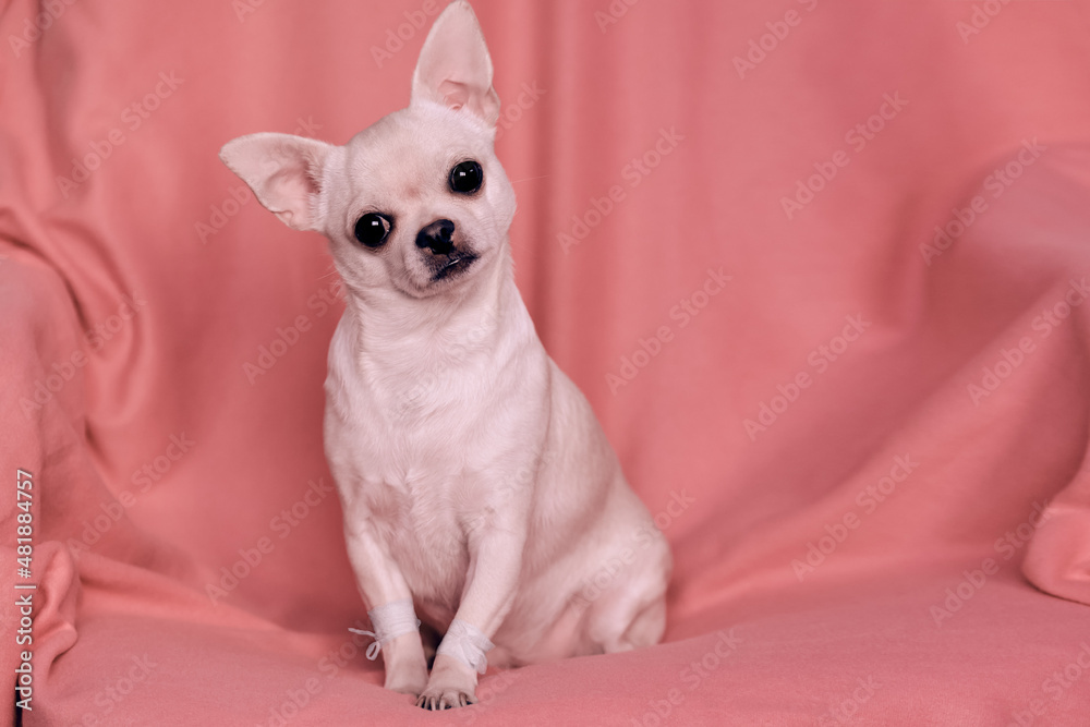 A small dog sits in a chair with its paws bandaged. The Chihuahua looks surprised, his ears pricked up. Close-up of a pet after visiting the veterinary clinic.