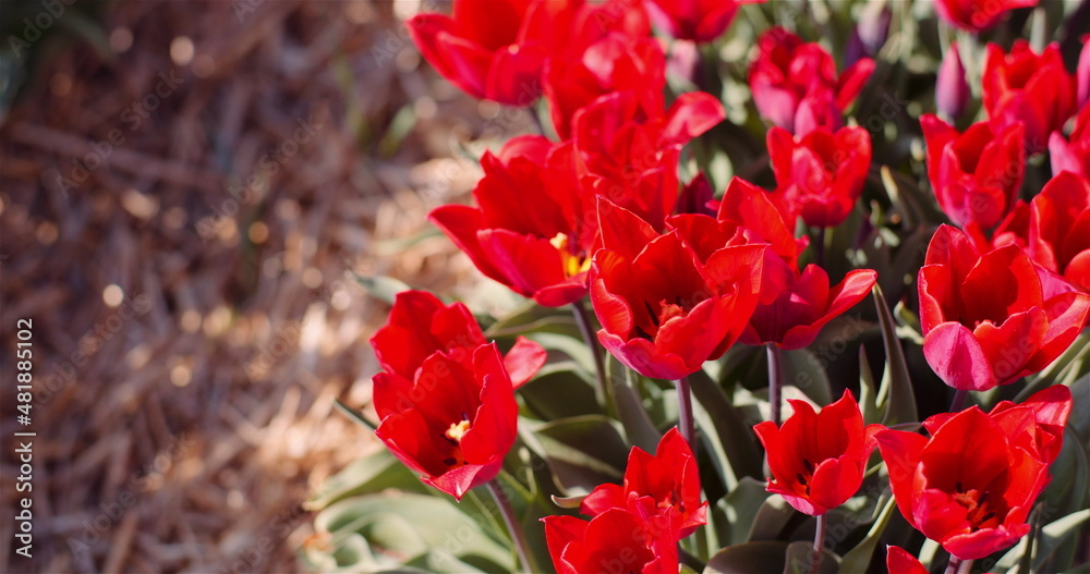 Fototapeta premium Blooming Red Tulips on Flowers Plantation Farm