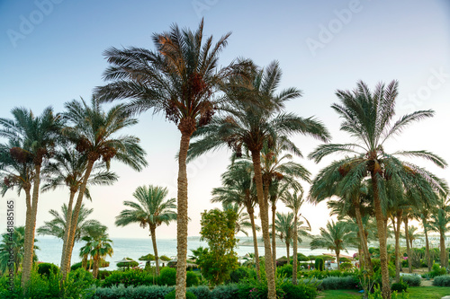 Landscape of date palms against the sky at sunset. © finist_4