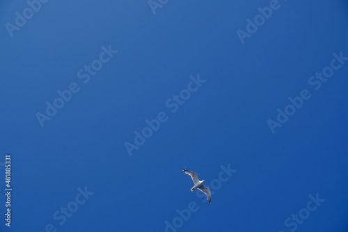 summer  lonely  single  corner  outdoor  wild  Lonely white seagull on blue sky background.