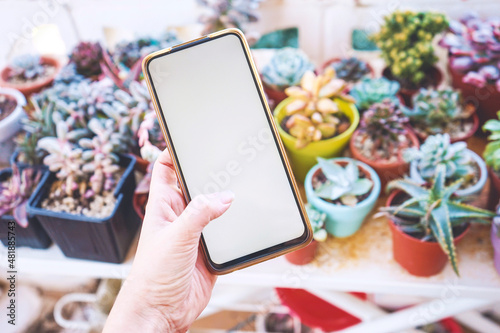 Hand holding an android smart phone near succulent plants