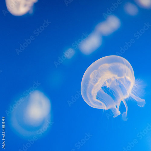 Jellyfishes with blue background © othersideofmysight