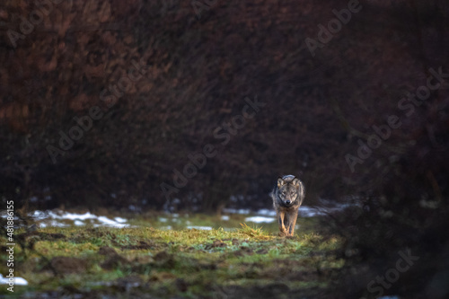 Fotografie Grey Wolf, Canis lupus, Bieszczady Mts., Carpathians, Poland.
