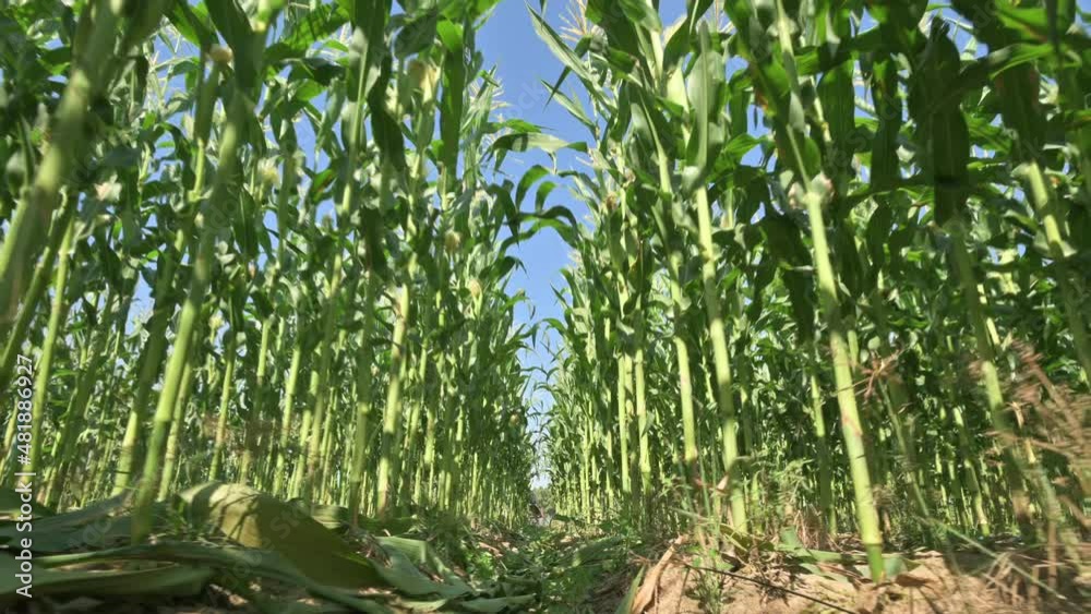 Corn plants that grow close to being ready for harvest. ( Low angle ) Corn plants that grow close to being ready for harvest. ( Low angle )