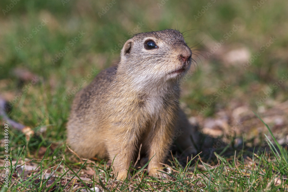 Ziesel (Citellus citellus) Ziesel (Citellus citellus)