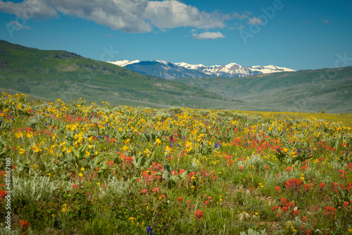 Colorado Super Bloom