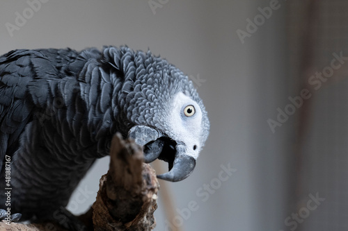 Fotografi Portrait of a gray parrot gnawing on a branch