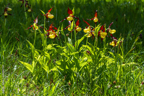 Gelber Frauenschuh (Cypripedium calceolus) photo