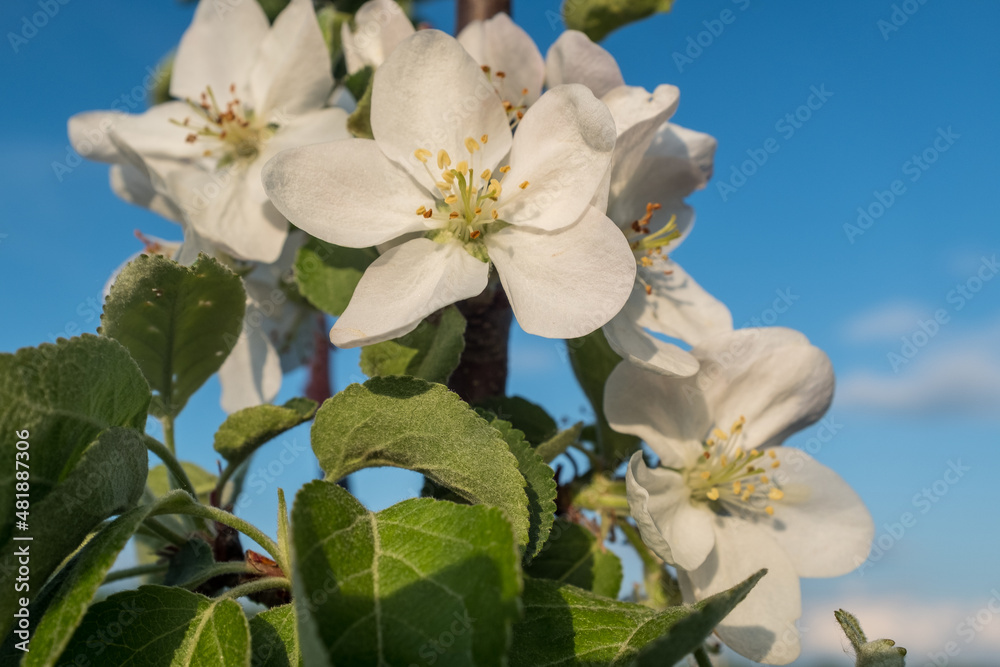 Blooming flowers of a apple tree with blue sky, close up. Macro photo, flowers of apple. Apple Trees have pretty flowers in the spring for post, wallpaper, postcard, poster, banner, cover, website Blooming flowers of a apple tree with blue sky, close up. Macro photo, flowers of apple. Apple Trees have pretty flowers in the spring for post, wallpaper, postcard, poster, banner, cover, website