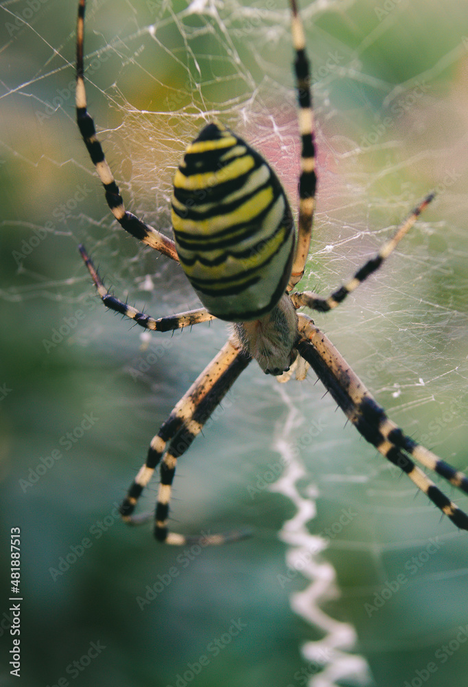Spider crusader on the cobweb, anarchnid, big spider, macro czech insect Spider crusader on the cobweb, anarchnid, big spider, macro czech insect