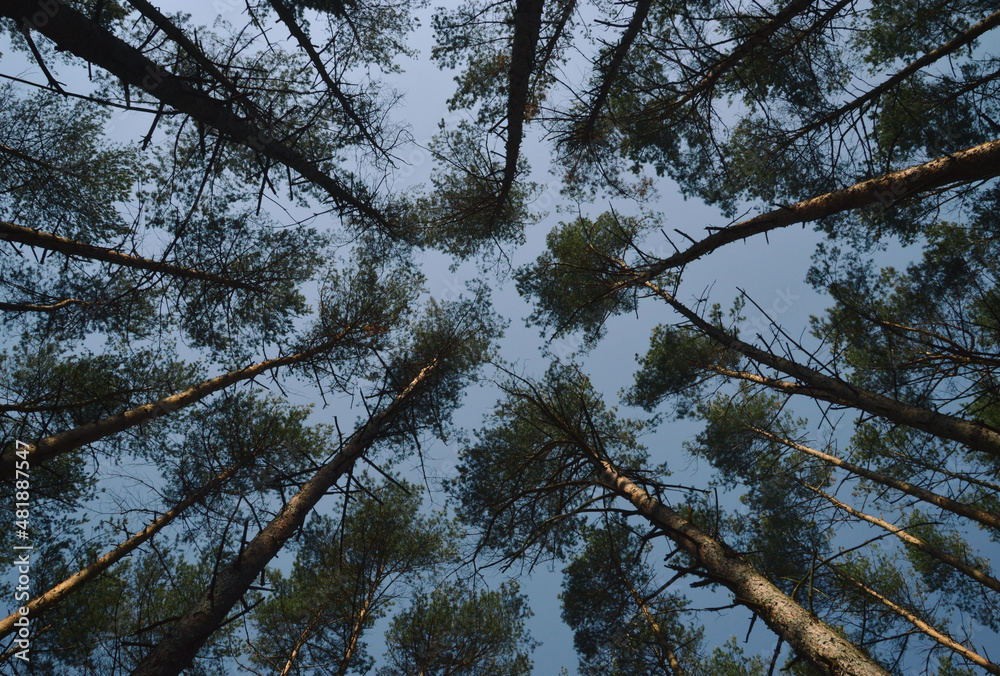 Fototapeta premium trees in the forest