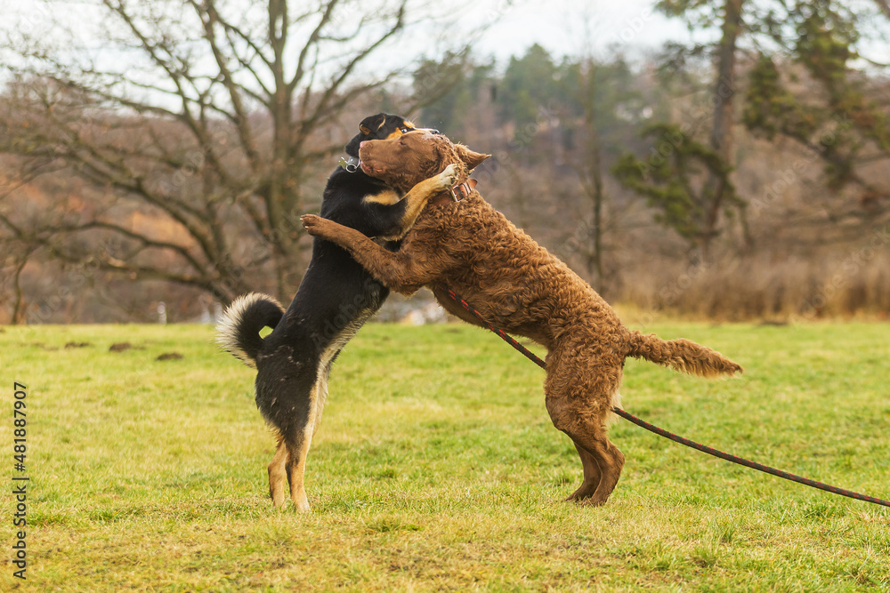 young Chesapeake Bay Retriever jumps on the other dog