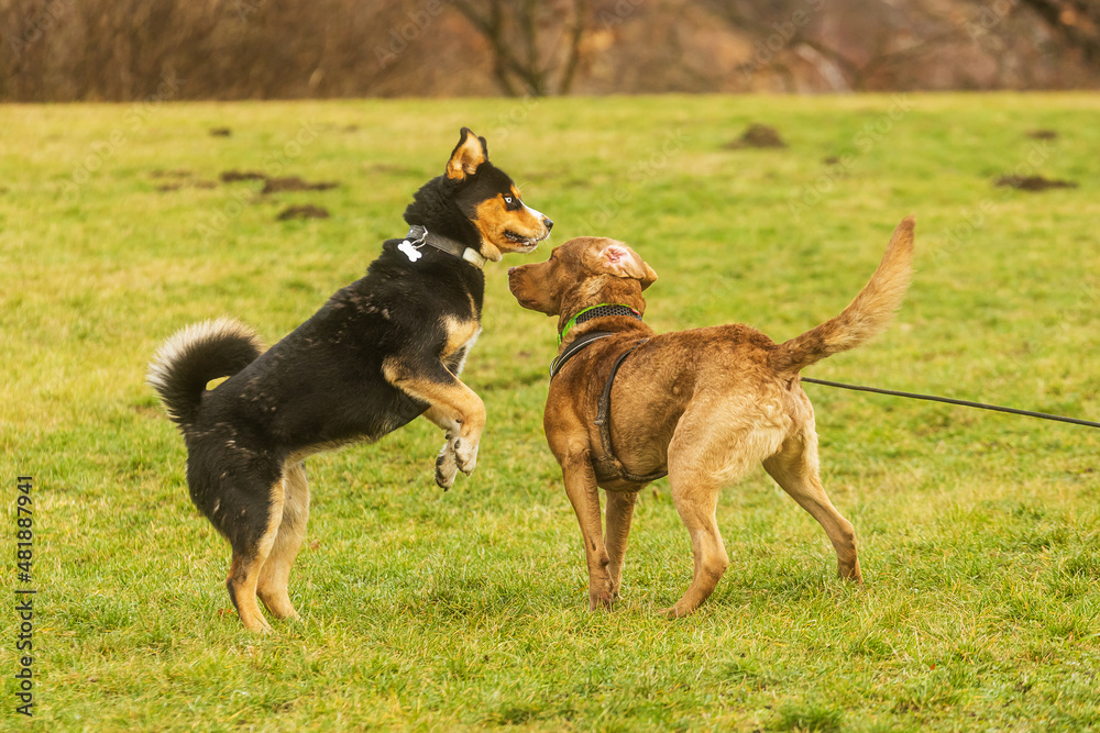 Chesapeake Bay Retriever playing with a crossbreed dog Chesapeake Bay Retriever playing with a crossbreed dog