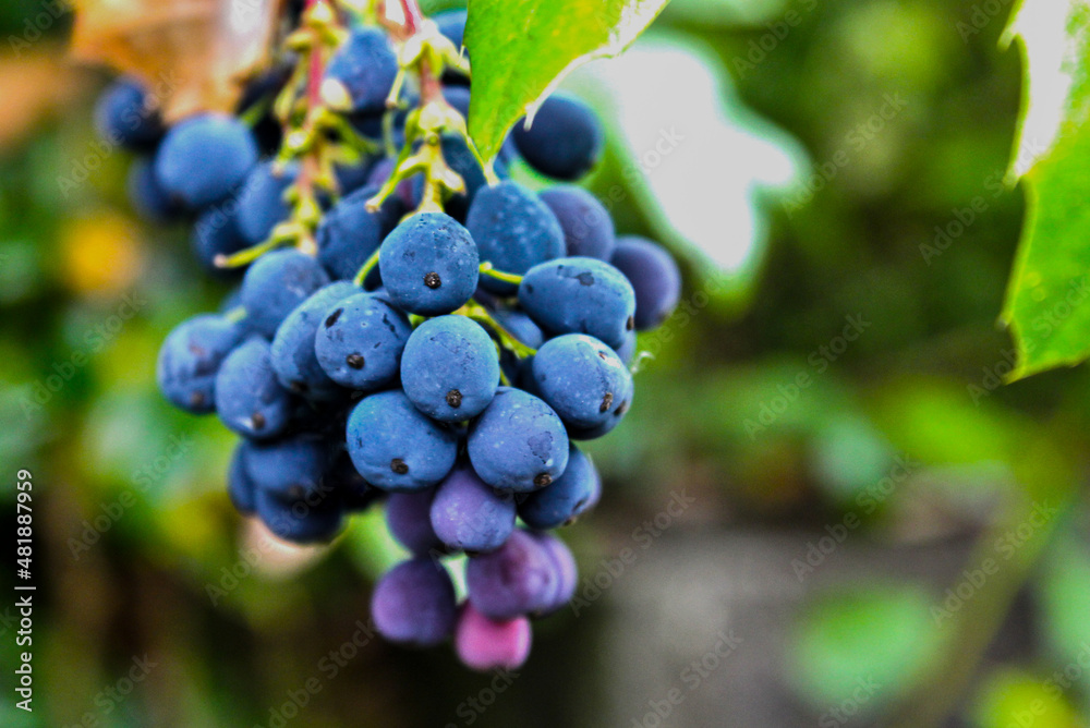 Vineyard Purple bunch of Grapes in the Vine Vineyard Purple bunch of Grapes in the Vine