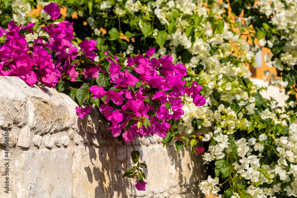 Red and white bougainvillea flowers on the wall
