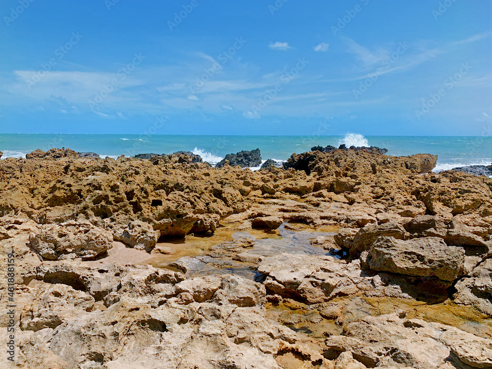 Coral stone at beach in joão pessoa