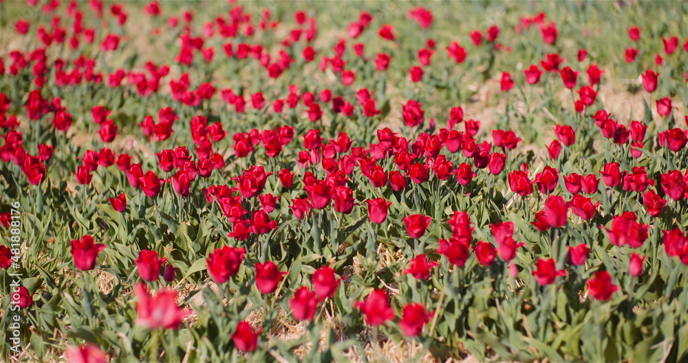 Blooming Red Tulips on Flowers Plantation Farm
