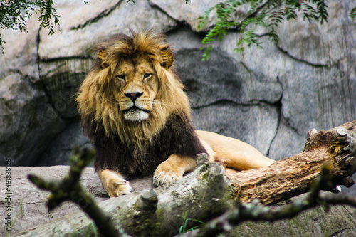 Great Lion Looking forward at Camera