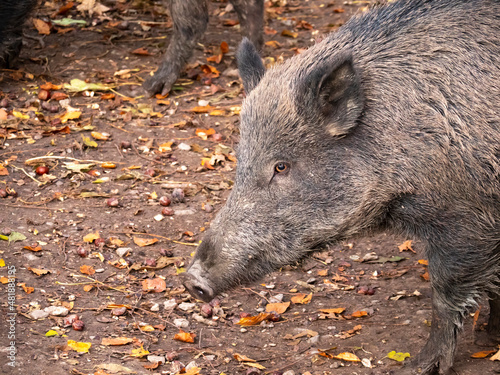 portrait of a wild boar, in autumn