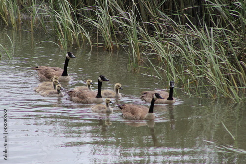 Barr Lake Ducks in a Row