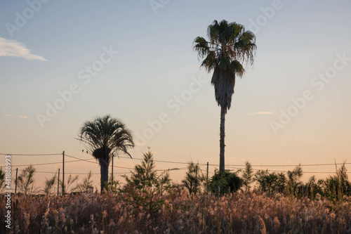 dos palmeras en contraluz y un atardecer con un cielo colorido en el campo
