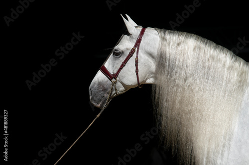 Face portrait of a white spanish stallion with long mane