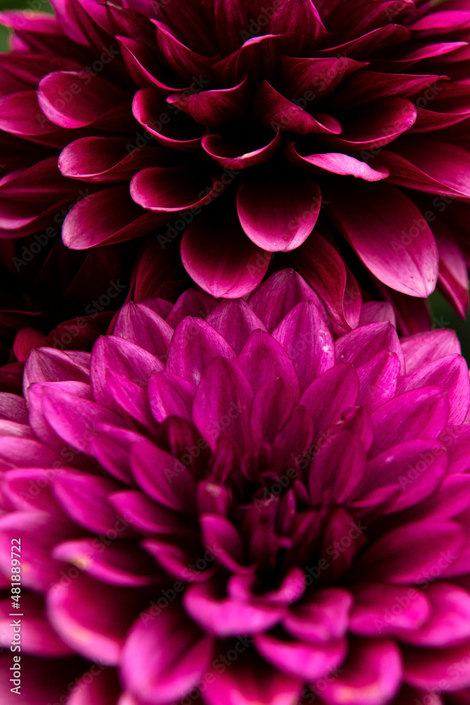 close up flower
