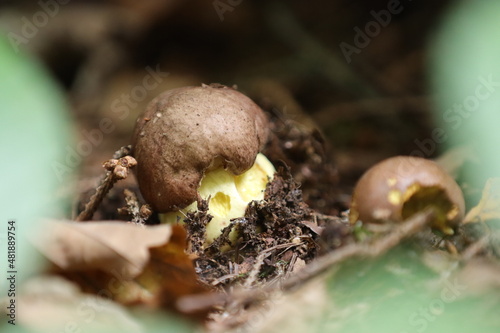 Anhängsel-Röhrling (Butyriboletus appendiculatus)