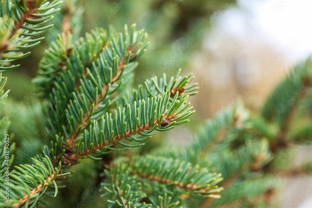 Fir tree branches on winter day Fir tree branches on winter day