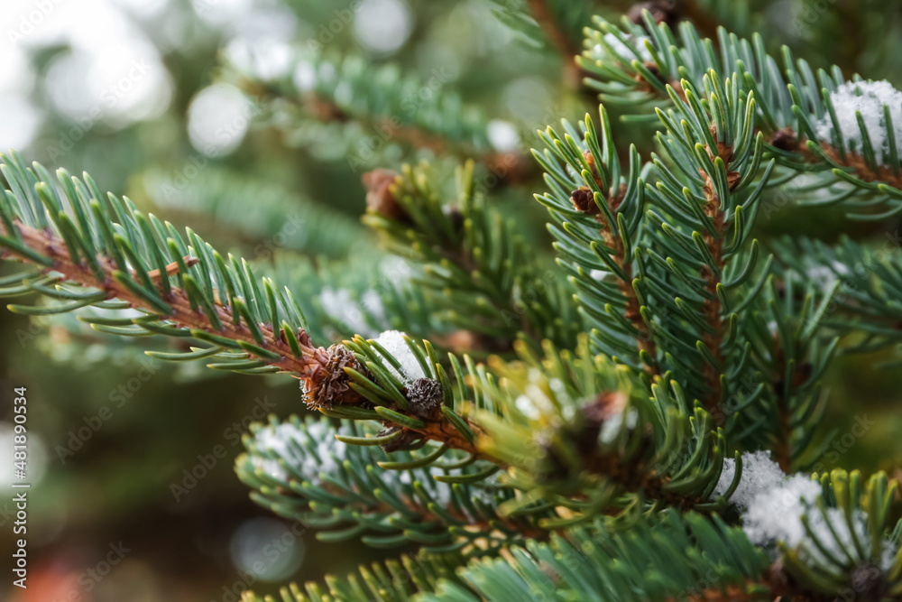 Closeup view of fir tree branches on snowy winter day