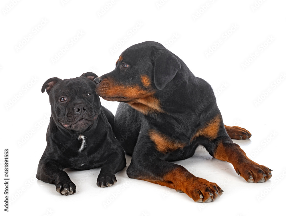 staffordshire bull terrier and rottweiler staffordshire bull terrier and rottweiler