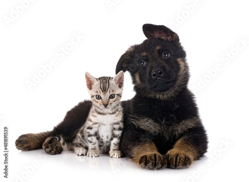 puppy german shepherd and kitten