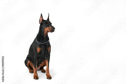 A red-and-black Doberman on a white background. Isolate. Copy space.