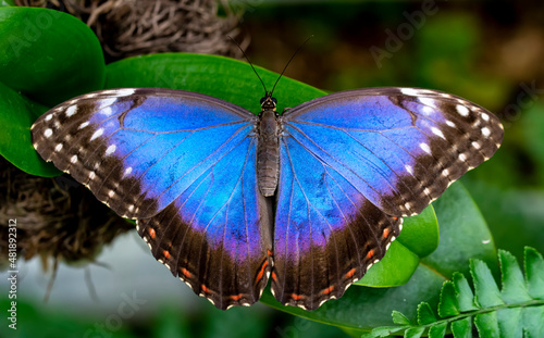 Macro shots, Beautiful nature scene. Closeup beautiful butterfly sitting on the flower in a summer garden.