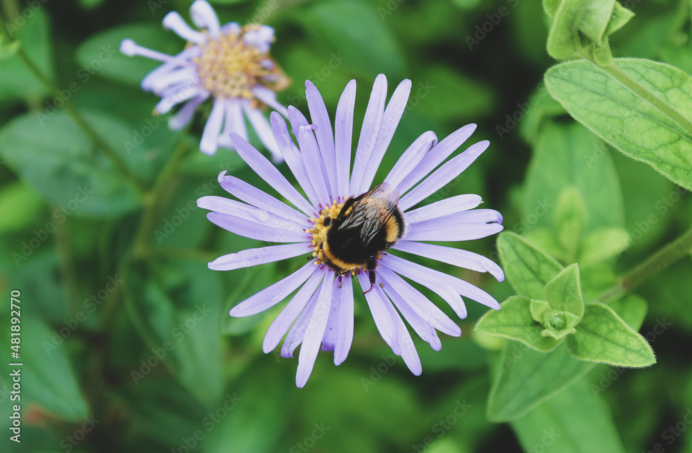 Close up Bee on aster flower wallpaper background Close up Bee on aster flower wallpaper background